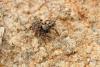 Pseudeuophrys erratica